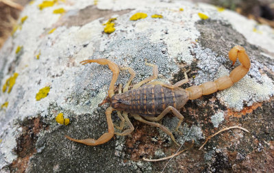 Schorpioen / Mediterranean checkered scorpion / Mesobuthus gibbosus 