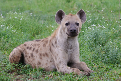 Hyena / Spotted Hyaena / Crocuta crocuta