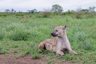 Hyena / Spotted Hyaena / Crocuta crocuta