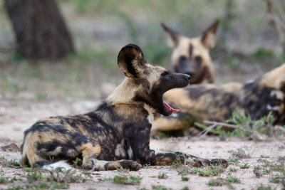 Afrikaanse wilde hond / African wild dog / Lycaon pictus