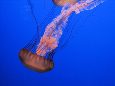 Monterey Aquarium