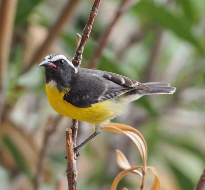 A few birds of Curacao 2015