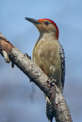 Woodpecker