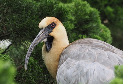 bronx_zoo_birdathon