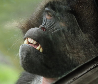 Baboon resting against the glass