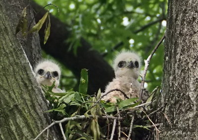 Baby hawks