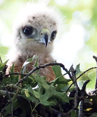 Hawk chick