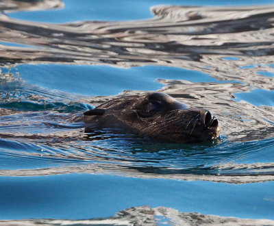Sea lion pup
