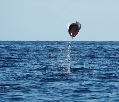 Mobula ray jumping
