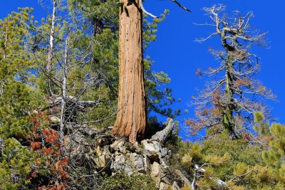 sequoia_national_park_california