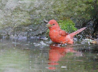 summertanager051013