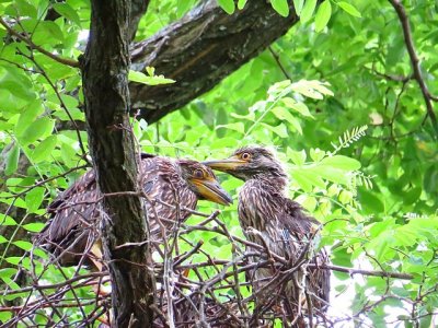 YCNH nestlings.jpg