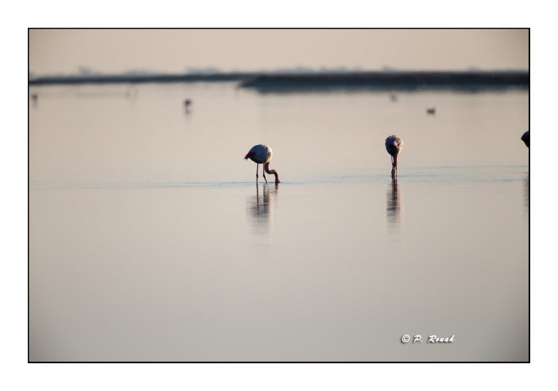 Fin de jour sur la Camargue - 4692