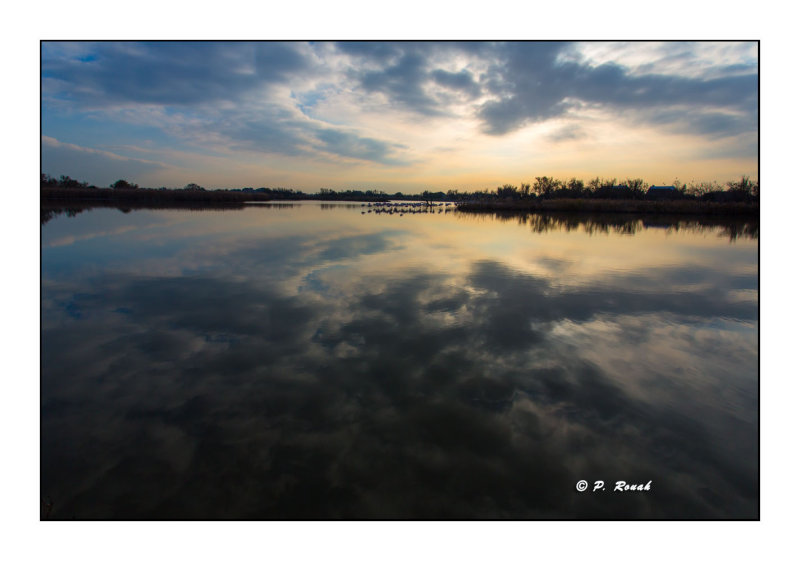 Marais de Pont de Gau - 0066