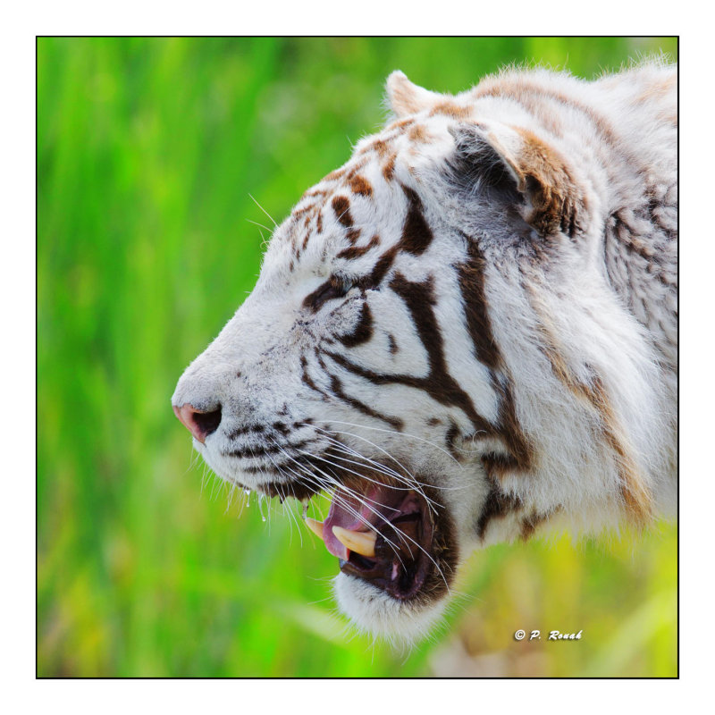 Parc des Flins - Portrait de Tigre - Fujichrome Velvia 100 - 3856