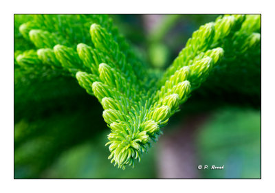 Arbuste verdoyant - 3926