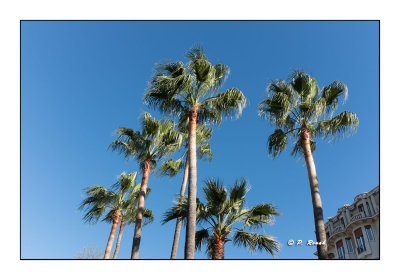Palmiers sur Nice Promenade - 2700
