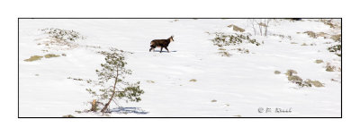 Un chamois dans la neige  la Gordolasque - 4422