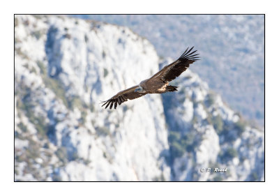 Vautour du Verdon - 7410