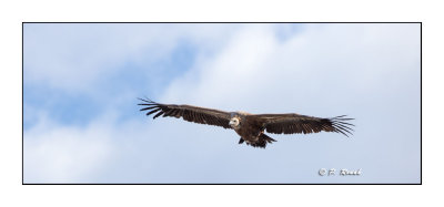 Vautour du Verdon - 7437