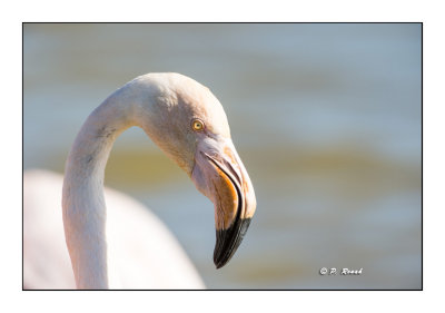 Camargue - Flamingo - 8290
