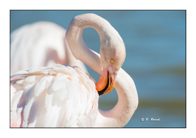 Flamingo - Camargue - 8294