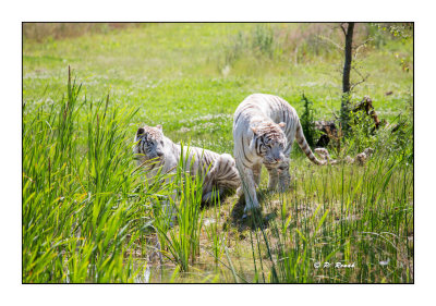 Parc des Flins - Two White Tigers of Sumatra - 2929