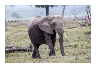 Masai Mara - Kenya - Elephant - 3171