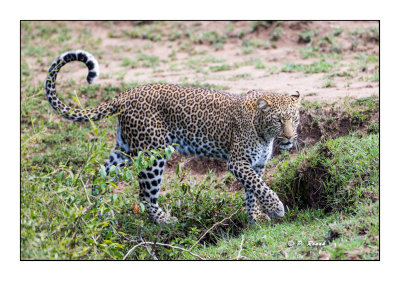 Masai Mara - Kenya - Graceful Leopard - 9272
