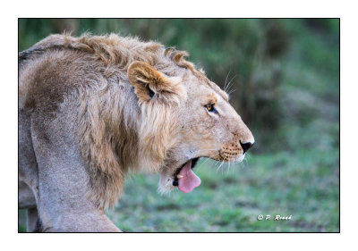 Masai Mara - Kenya - Lion - 5448