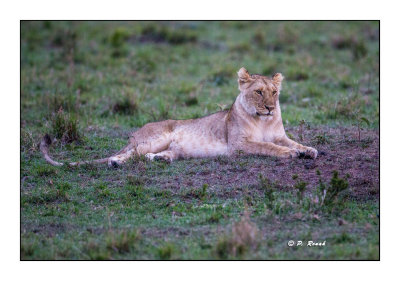 Masai Mara - Kenya - Lionne - 5481