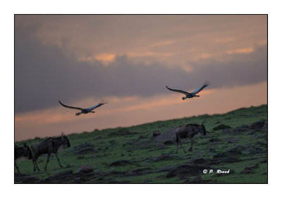 Masai Mara - Kenya - Grues Royales & Wildebeest - 5506