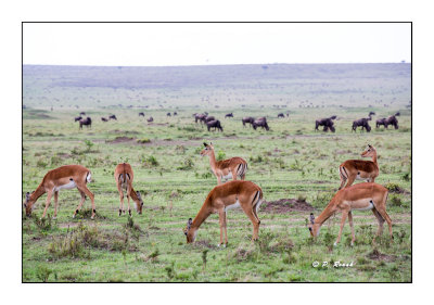 Masai Mara - Kenya - Savane - 1834