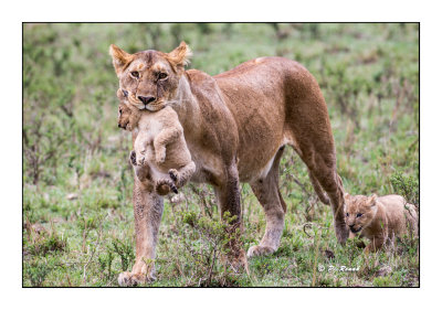 Masai Mara - Kenya - Lionne - 5274