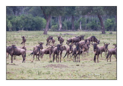 Masai Mara - Kenya - Wildebeest - 5245