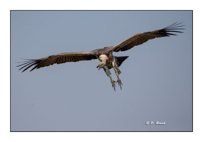 Masai Mara - Kenya - Vulture - 4808