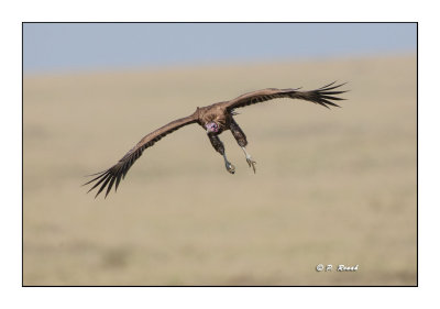 Masai Mara - Kenya - Vulture landing - 4770