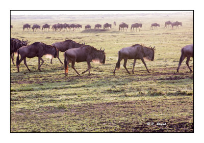 Masai Mara - Kenya - Wildebeests - 1684