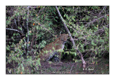 Masai Mara - Kenya - Leopard - 4569