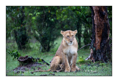 Masai Mara - Kenya - Lioness and baby - 3723