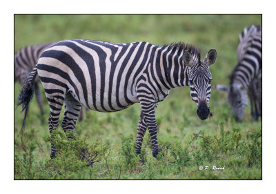 Masai Mara - Kenya - Zebra under the rain - 9570