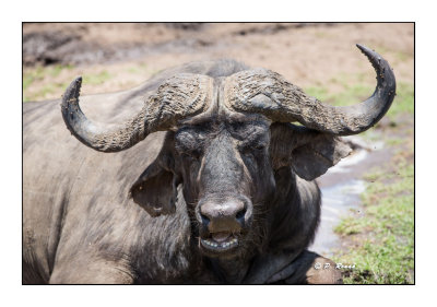 Masai Mara - Kenya - Buffalo - 3433