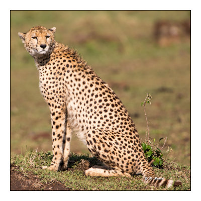 Masai Mara - Kenya - Cheetah - 8380