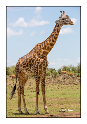 Masai Mara - Kenya - Giraffe - 3397