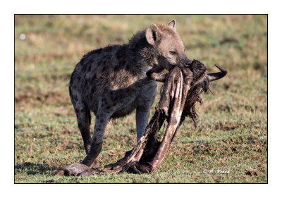 Masai Mara - Kenya - Hyenas prey - 8299