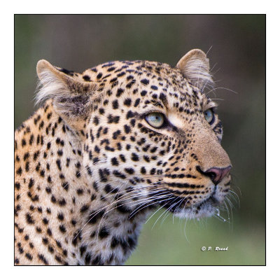 Masai Mara - Kenya - Leopard's portrait - 9363