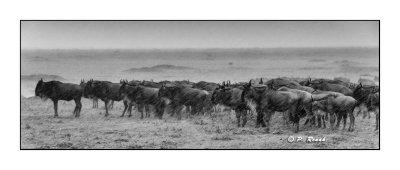 Masai Mara - Kenya - B&W Wildebeests under the heavy storm - 3287