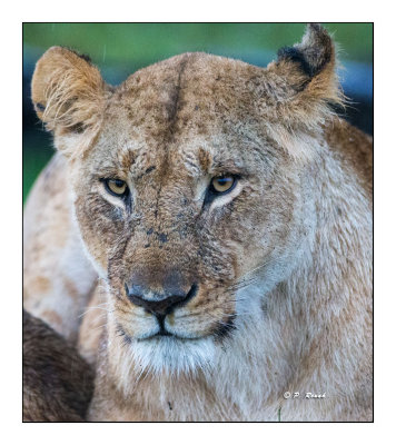 Masai Mara - Kenya - Lioness' portrait - 8173