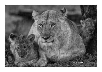 Masai Mara - Kenya - B&W Lioness with her babies under the storm - 8175