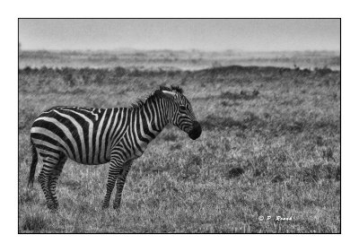 Masai Mara - Kenya - B&W Zebra under the rain - 3291
